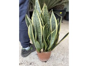 Sansevieria trifasciata, tchynin jazyk. 50 cm