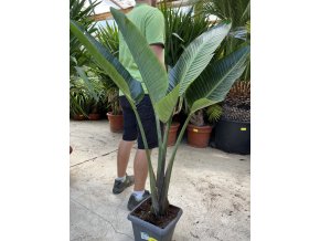 Strelitzia augusta, původ Španělsko 130 cm