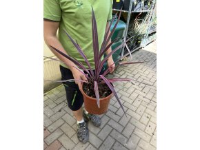 Cordyline australis, red star 40 cm