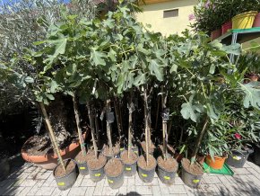 Ficus carica, Gota de miel, 140 cm
