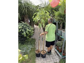 Ficus carica, Brown Turkey, 170 cm