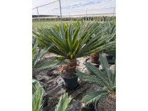 Cycas revoluta 120 cm