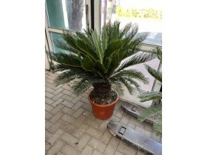 Cycas revoluta 110 cm