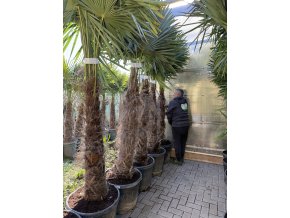 Trachycarpus fortunei, výška 260 cm, kmen 120-130 cm
