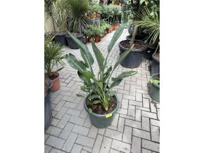 strelitzia reginae, 130 cm