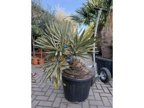Trithrinax campestris 110 cm