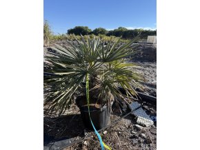 Trithrinax campestris 100 cm
