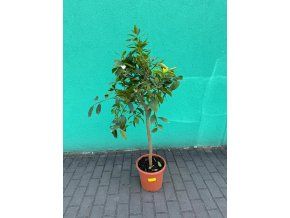 MRNP0494