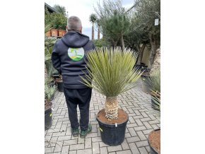 Yucca elata 130 cm