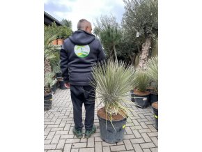 yucca elata 110 cm