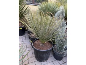 yucca elata 70 cm