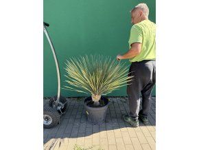 yucca elata 100 cm