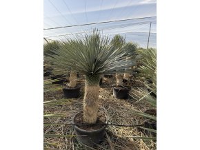 Yucca Rostrata. výška rostliny 140 cm+