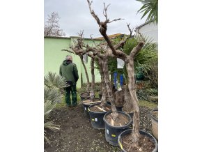 Vinná réva 200 cm