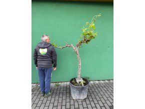 Vinná réva 170 cm