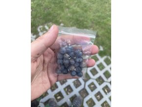 Trachycarpus fortunei semínka - 20 ks