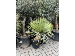 yucca thompsoniana 90 cm