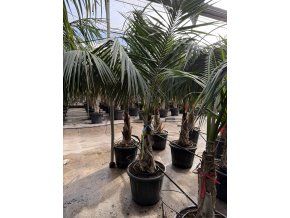 Howea forsteriana 280 cm