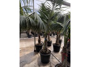 Howea forsteriana 300 cm