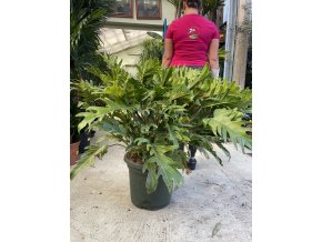 Philodendron 100 cm