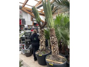 Yucca Madrensis 270 cm