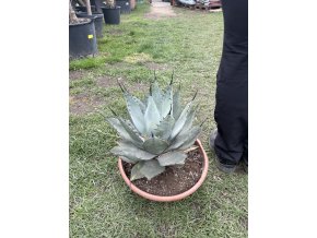 Agave parryi - neomexicana