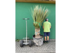 Nolina Nelsonii 220 cm