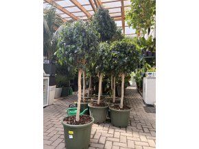 Ficus benjamina 160 cm
