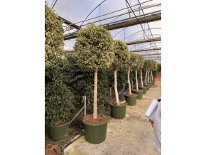 Ficus benjamina, panašovaný, 230 cm