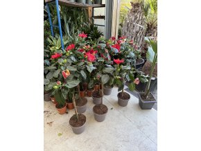 Ibišek , Hibiscus. 110 cm