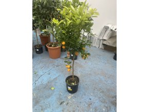 Citrus citrofortunella mitis , 130 cm