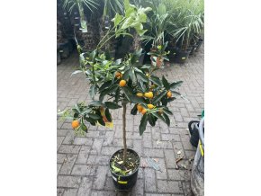 Citrus Kumquat 120 cm