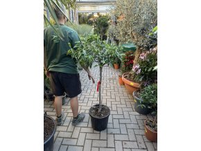 Citrus Kumquat 150 cm