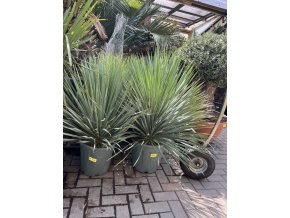 YUCCA ROSTRATA extra, -20°C  Výška rostliny 60 cm.