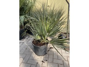 Nannorhops ritchiana 130 cm