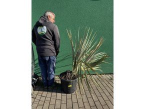 Nannorhops ritchiana 110 cm