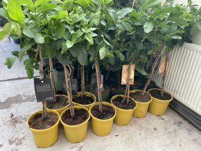 Guayaba Limon  100 cm