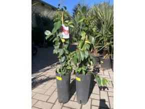 Guayaba fresa  80 cm