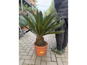 Cycas revoluta 85 cm