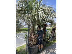 Butia capitata 280 cm