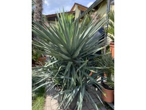Yucca gloriosa, juka, Výška 150 cm+
