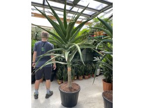 Aloe stromová, bainesii 180 cm