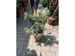Pistacia lentiscus 40 cm