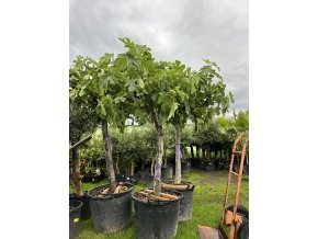 Ficus carica 250 cm