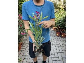 Oleander 30 cm