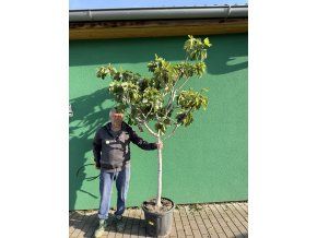 Ficus carica 180 cm