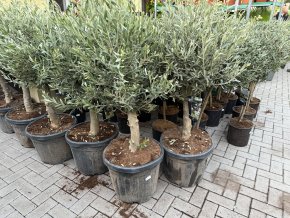 Olea europea - Olivovník 140 cm