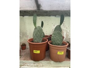 Opuntia robusta 30 cm