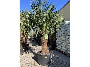 TRACHYCARPUS FORTUNEI Galícia, VÝŠKA 190 CM, KMEN 60 CM