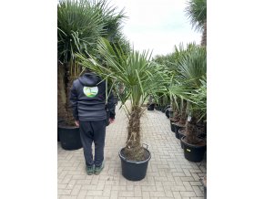 TRACHYCARPUS FORTUNEI Galícia, VÝŠKA 190 CM, KMEN 60 CM